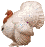 1aaardvark.gif (3197 bytes)